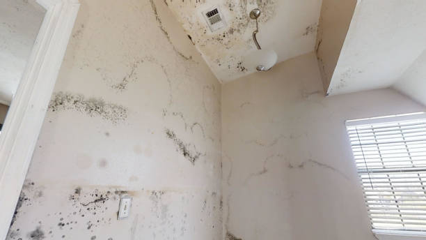 Best Flood Damage  in Haverhill, MA