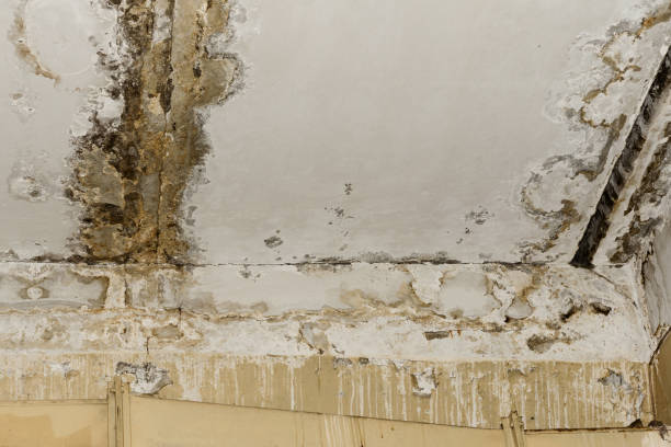 Best Dehumidification Services  in Haverhill, MA