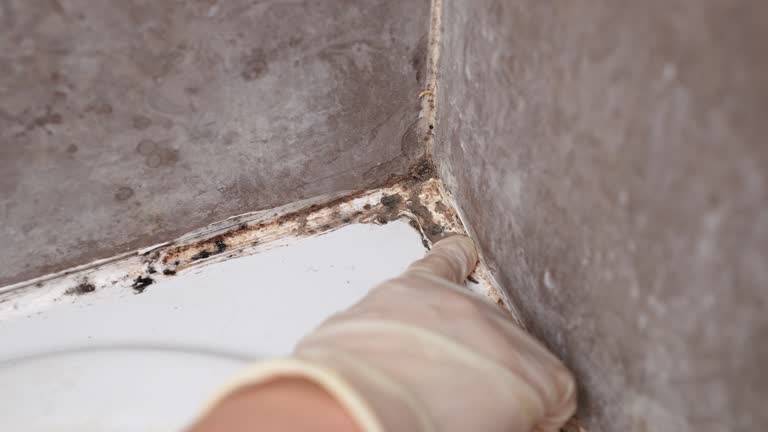 Best Forensic Mold Investigation  in Haverhill, MA